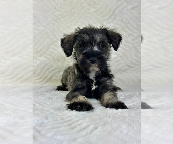 Medium Photo #2 Schnauzer (Miniature) Puppy For Sale in GREENFIELD, IN, USA