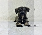 Small #1 Schnauzer (Miniature)