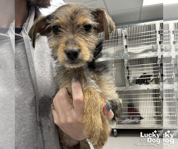 Medium Photo #3 Mutt Puppy For Sale in Washington, DC, USA