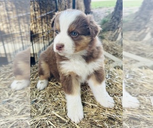 Medium Australian Shepherd