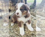 Puppy Penny Australian Shepherd