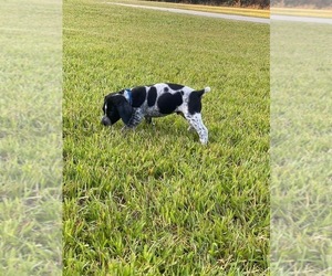German Shorthaired Pointer Dog for Adoption in DOUGLASVILLE, Georgia USA