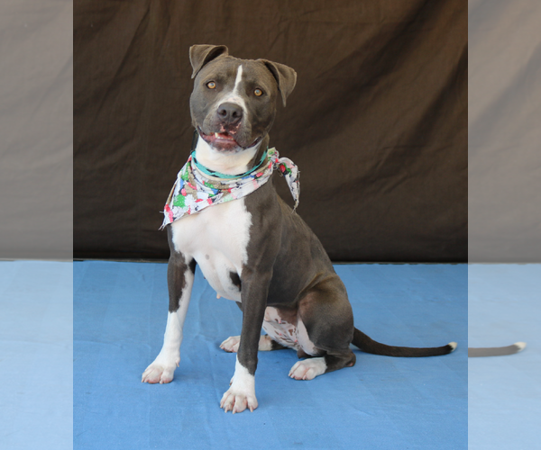 Medium Photo #1 American Pit Bull Terrier Puppy For Sale in Pasadena, CA, USA