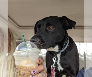 OREO - Female Labrador Retriever-Unknown Mix Dog for Adoption - Photo #11