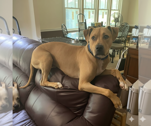 Medium Photo #9 American Pit Bull Terrier-Rhodesian Ridgeback Mix Puppy For Sale in Spotsylvania, VA, USA