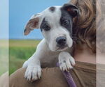 Small #4 American Bulldog-American Staffordshire Terrier Mix