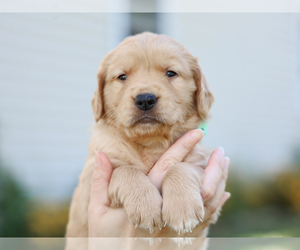 Golden Retriever Puppy for sale in LIBERTY, KY, USA