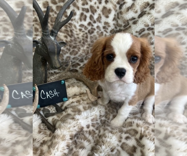 Medium Photo #1 Cavalier King Charles Spaniel Puppy For Sale in ABILENE, TX, USA