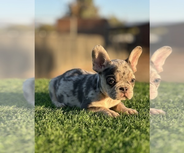 Medium Photo #3 French Bulldog Puppy For Sale in FOLSOM, CA, USA