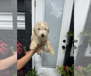 Medium Goldendoodle
