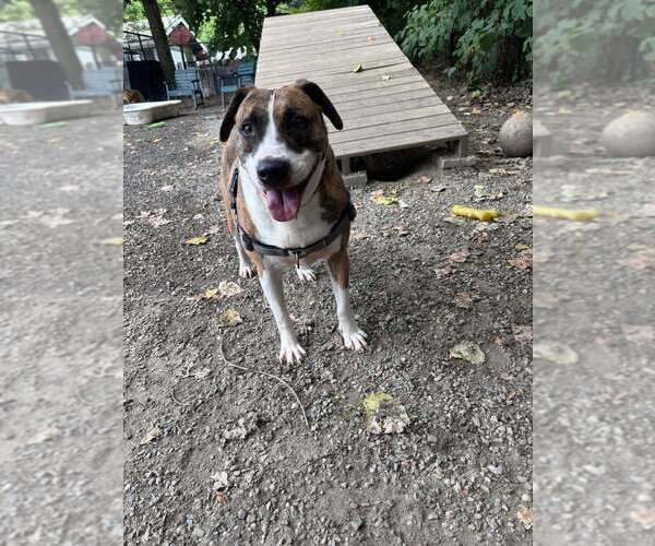 Medium Photo #15 Mutt Puppy For Sale in Elmsford, NY, USA