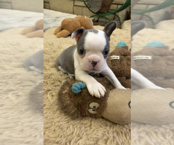 Medium Photo #1 Boston Terrier Puppy For Sale in FREDONIA, KS, USA