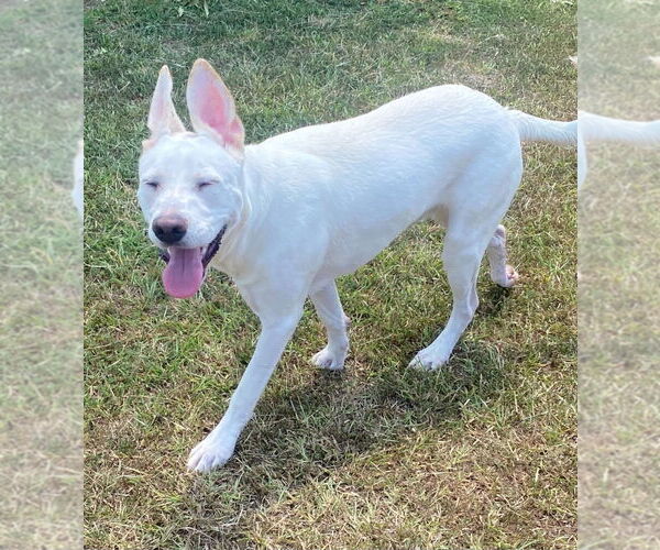 Medium Photo #4 Dogo Argentino-Labrador Retriever Mix Puppy For Sale in Bryant, AR, USA