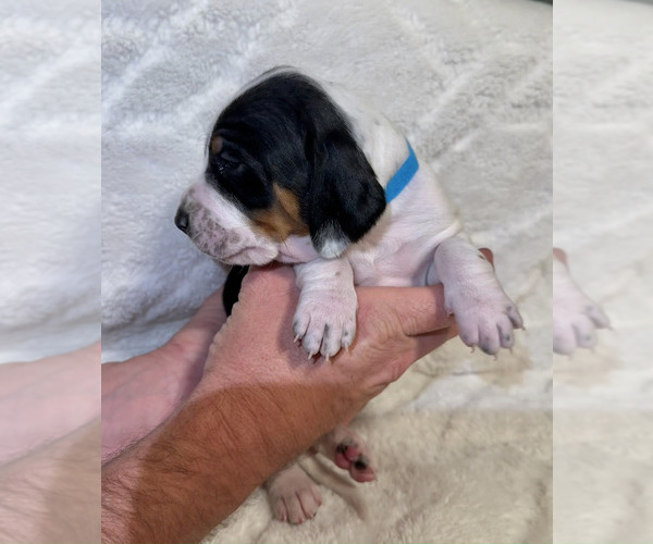Medium Photo #9 Black and Tan Coonhound-Bluetick Coonhound Mix Puppy For Sale in OAK HILLS, CA, USA