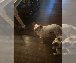 Lucy - Female Red Heeler-Unknown Mix Dog for Adoption - Photo #2