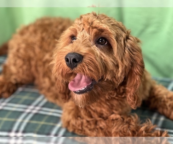 Medium Photo #1 Cavapoo Puppy For Sale in DUNDEE, OH, USA
