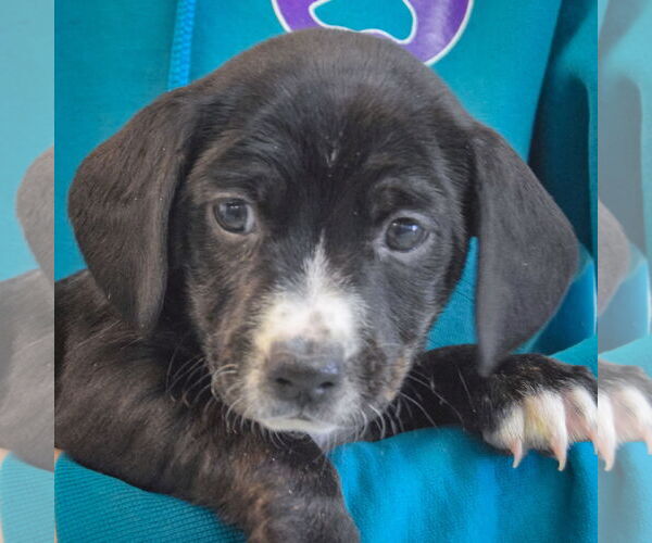 Medium Photo #6 Beagle-Unknown Mix Puppy For Sale in Huntley, IL, USA