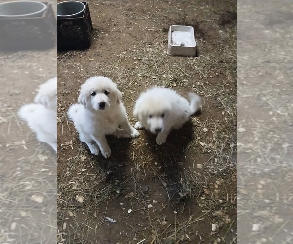 Medium Photo #1 Great Pyrenees Puppy For Sale in WEST ALEXANDRIA, OH, USA