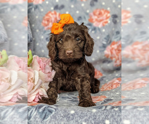 Cocker Spaniel-Poodle (Miniature) Mix Puppy for sale in LINCOLN UNIVERSITY, PA, USA