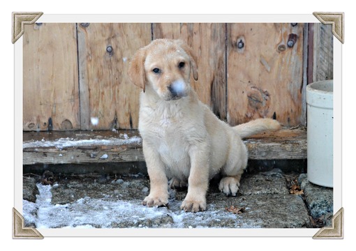 Medium Photo #1 Labrador Retriever Puppy For Sale in WEST BROOKFIELD, MA, USA