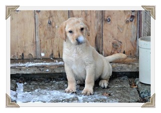 Labrador Retriever Puppy for sale in WEST BROOKFIELD, MA, USA