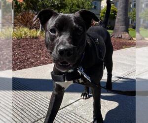 Medium American Pit Bull Terrier Mix