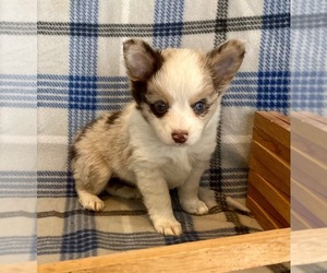 Miniature Australian Shepherd Puppy for sale in FORT MORGAN, CO, USA