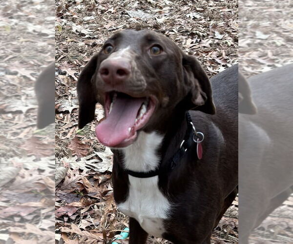 Medium Photo #3 Unknown-Weimaraner Mix Puppy For Sale in Boston, MA, USA