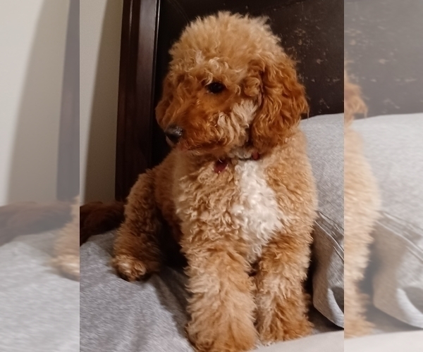 Medium Photo #1 Goldendoodle (Miniature) Puppy For Sale in PLATTE CITY, MO, USA