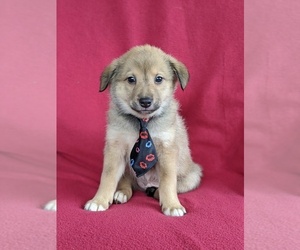 Shetland Sheepdog-Unknown Mix Puppy for sale in PEACH BOTTOM, PA, USA