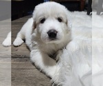 Small Photo #6 Great Pyrenees Puppy For Sale in LAS VEGAS, NV, USA