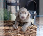 Small Photo #3 Labrador Retriever Puppy For Sale in NARVON, PA, USA