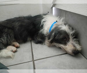 Joe Jul 26 - Male Mutt Dog for Adoption - Photo #6