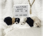 Small Maltipoo (Miniature)