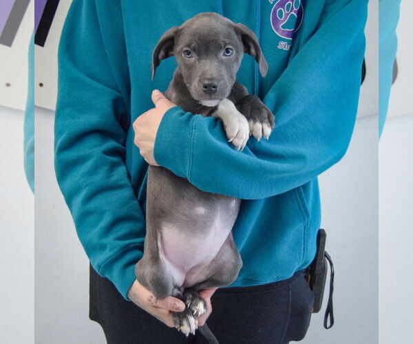 Medium Photo #4 American Staffordshire Terrier-Labrador Retriever Mix Puppy For Sale in Huntley, IL, USA