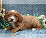 Puppy Lark Cavapoo