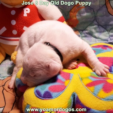 Medium Photo #169 Dogo Argentino Puppy For Sale in JANE, MO, USA