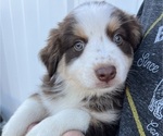 Puppy Puppy 2 Australian Shepherd