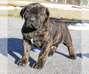 Boerboel-Cane Corso Mix Puppy for sale in LANCASTER, PA, USA