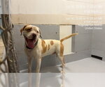 Small American Bulldog