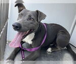 Small American Pit Bull Terrier