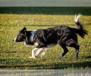 Border Collie Puppy for sale in FORT MITCHELL, AL, USA