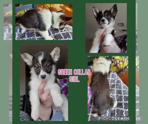 Pembroke Welsh Corgi Puppy for sale in URBANA, IL, USA