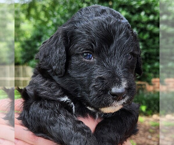Medium Photo #4 F2 Aussiedoodle Puppy For Sale in COLUMBIA, TN, USA