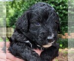 Small #3 F2 Aussiedoodle