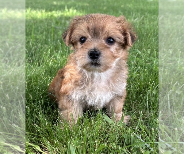 Medium Photo #8 Morkie Puppy For Sale in ROCK STREAM, NY, USA