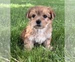 Small #7 Morkie