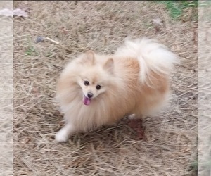 Father of the Pomeranian puppies born on 04/24/2025