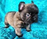 Small #1 French Bulldog