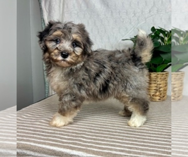 Medium Photo #5 Bernedoodle (Miniature) Puppy For Sale in GREENFIELD, IN, USA